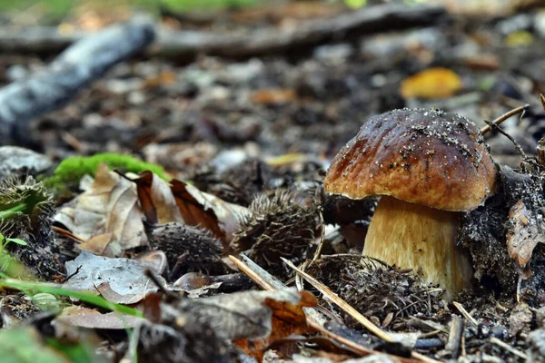 Boletus Edulis Ätlig Svamp Växer Skogen — Stockfoto