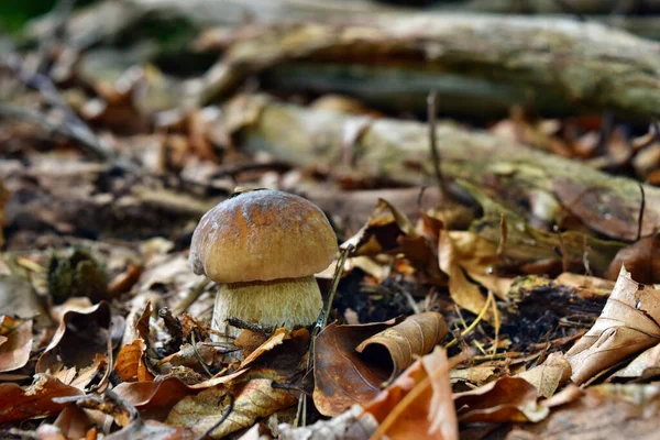 Boletus Edulis Jadalne Grzyby Rośnie Lesie — Zdjęcie stockowe