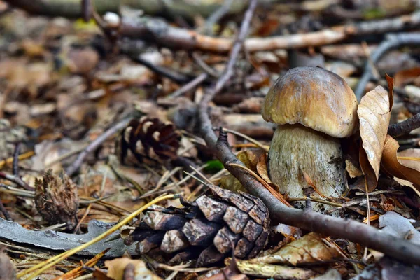 Steinpilz Edulis Wächst Wald — Stockfoto