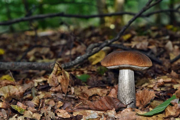 Eetbare Leccinum Scabrum Paddestoel Groeit Het Bos — Stockfoto