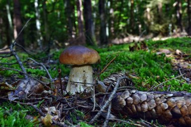Boletus edulis yenilebilir mantarı ormanda yetişiyor.