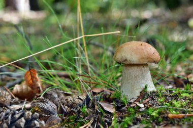 Boletus edulis yenilebilir mantarı ormanda yetişiyor.