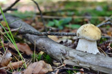 Boletus edulis yenilebilir mantarı ormanda yetişiyor.
