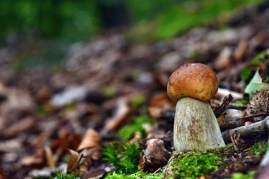 Boletus edulis yenilebilir mantarı ormanda yetişiyor.