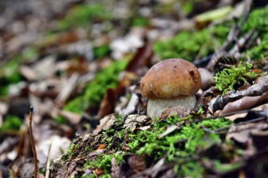 Boletus edulis yenilebilir mantarı ormanda yetişiyor.
