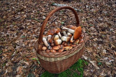 Ormanda bir sürü sonbahar mantarı