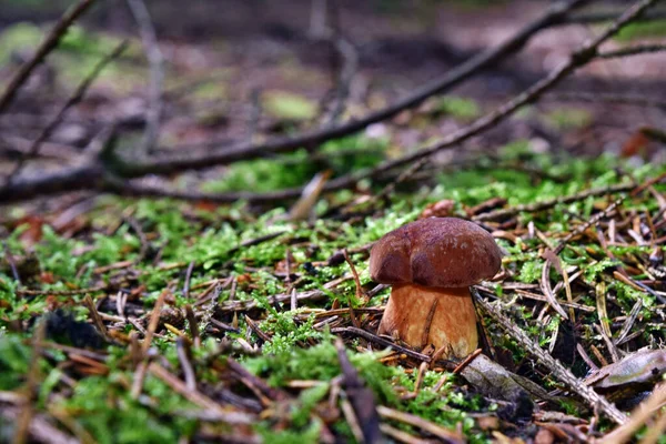 Грибы Xerocomus Badius Растут Лесу — стоковое фото