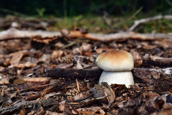 Steinpilz Edulis Wächst Wald — Stockfoto