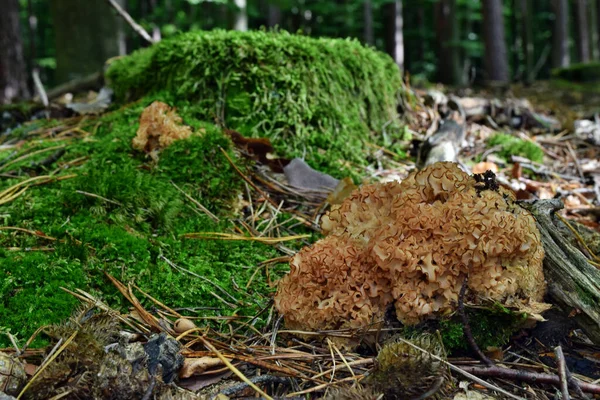 Mushroom Sparassis Crispa Forest Edible Autumn — Stock Photo, Image