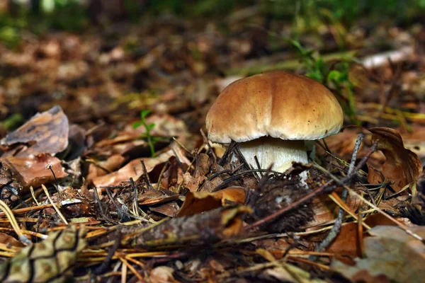 Βρώσιμο Μανιτάρι Boletus Edulis Αναπτύσσεται Στο Δάσος — Φωτογραφία Αρχείου