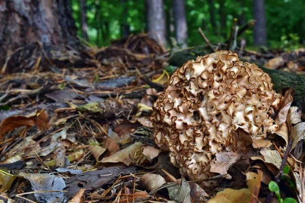 Mantar Sparassis gevrek ormanı yenilebilir sonbahar