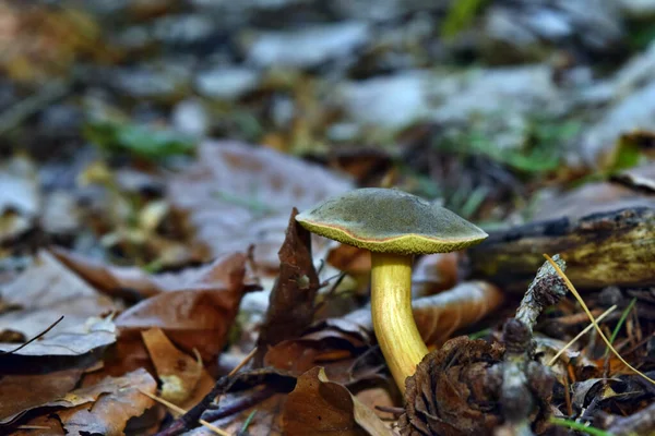 Boletus Xerocomus Subtomentosus Crescendo Floresta — Fotografia de Stock