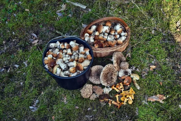 Molti Funghi Autunnali Nella Foresta — Foto Stock