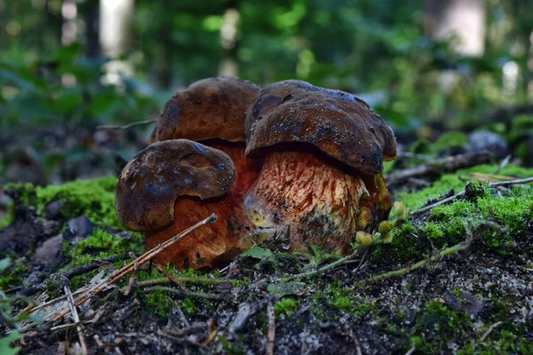 Fungo Boletus Luridiformis Commestibile Che Cresce Nella Foresta — Foto Stock