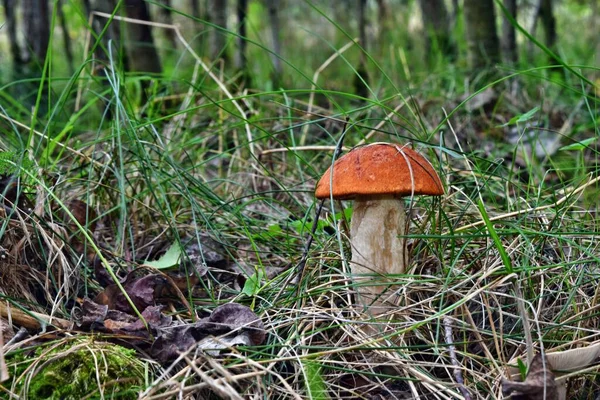 Paddenstoel Leccinum Aurantiacum Het Bos — Stockfoto