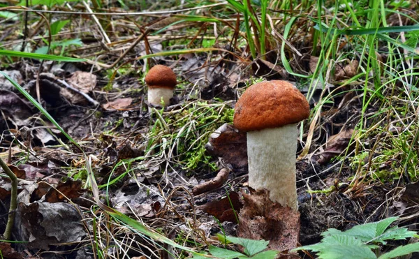 Hongo Leccinum Aurantiacum Bosque —  Fotos de Stock