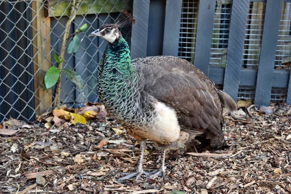 Pavão Pavo Cristatus Pássaro Adulto Jardim — Fotografia de Stock