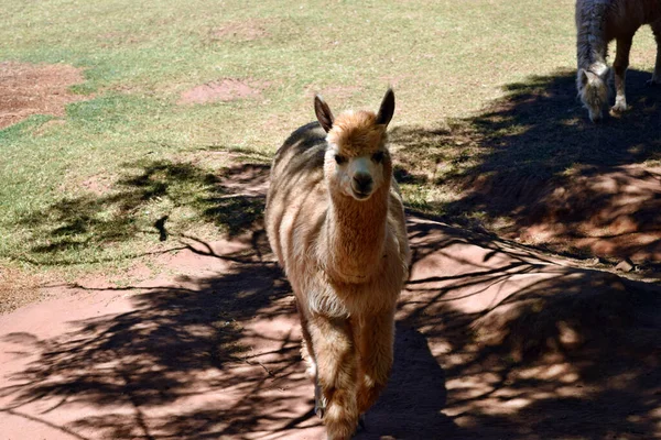 Bellissimo Divertente Sorriso Marrone Lama Una Fattoria Australia — Foto Stock