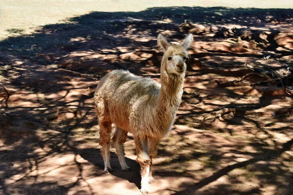 オーストラリアの農場での美しく面白い茶色のラマの笑顔 — ストック写真