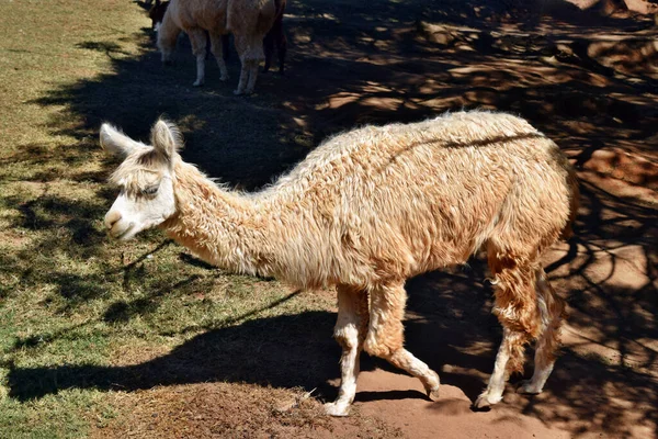 Beau Drôle Sourire Lama Brun Sur Une Ferme Australie — Photo