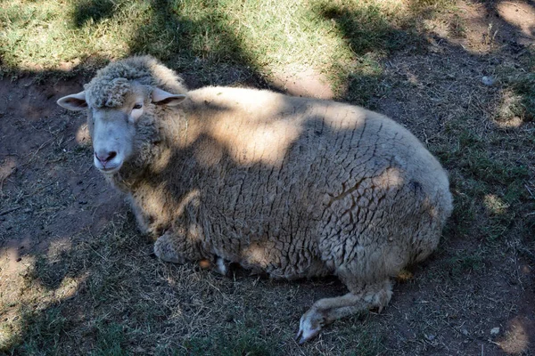 Ovejas Grises Una Granja Australia — Foto de Stock