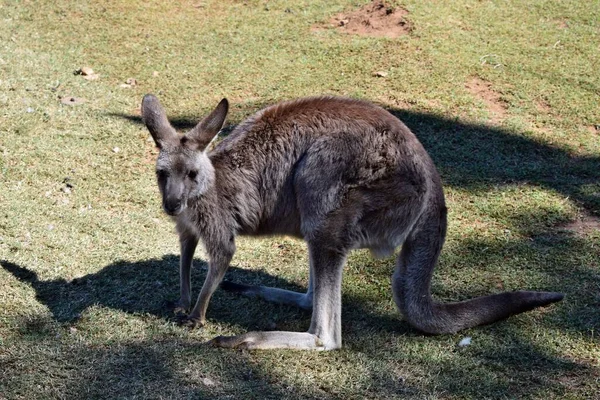 Queensland Avustralya Dinlenen Vahşi Gri Kanguru — Stok fotoğraf