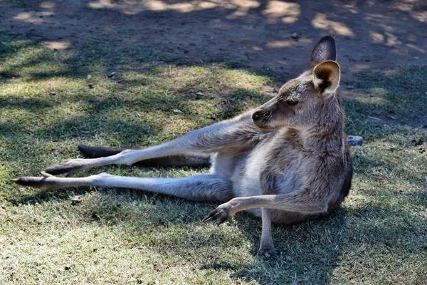 Canguro Gris Salvaje Descansando Queensland Australia — Foto de Stock