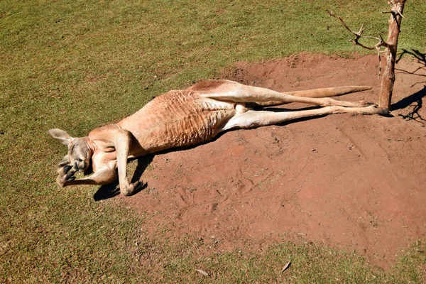 Queensland Avustralya Yerde Yatan Çok Kaslı Vahşi Kırmızı Kanguru — Stok fotoğraf