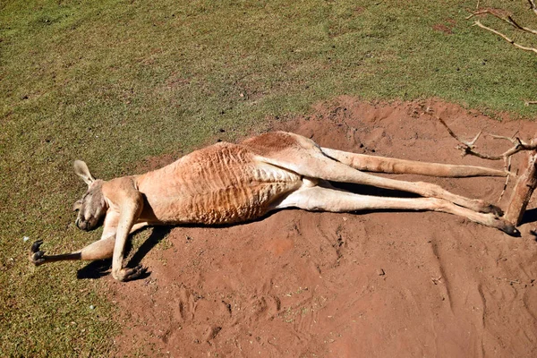 Zeer Gespierde Wilde Rode Kangoeroe Met Hand Grond Queensland Australië — Stockfoto