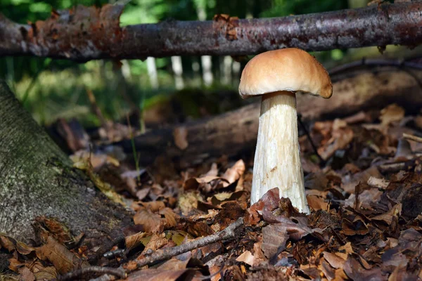 Boletus Edulis Jadalne Grzyby Rośnie Lesie — Zdjęcie stockowe