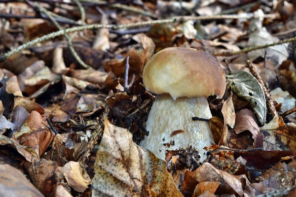 Boletus Edulis Edible Mushroom Growing Forest — Stock Photo, Image