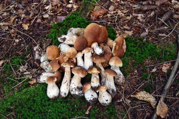 山楂可食的蘑菇生长在森林里 — 图库照片