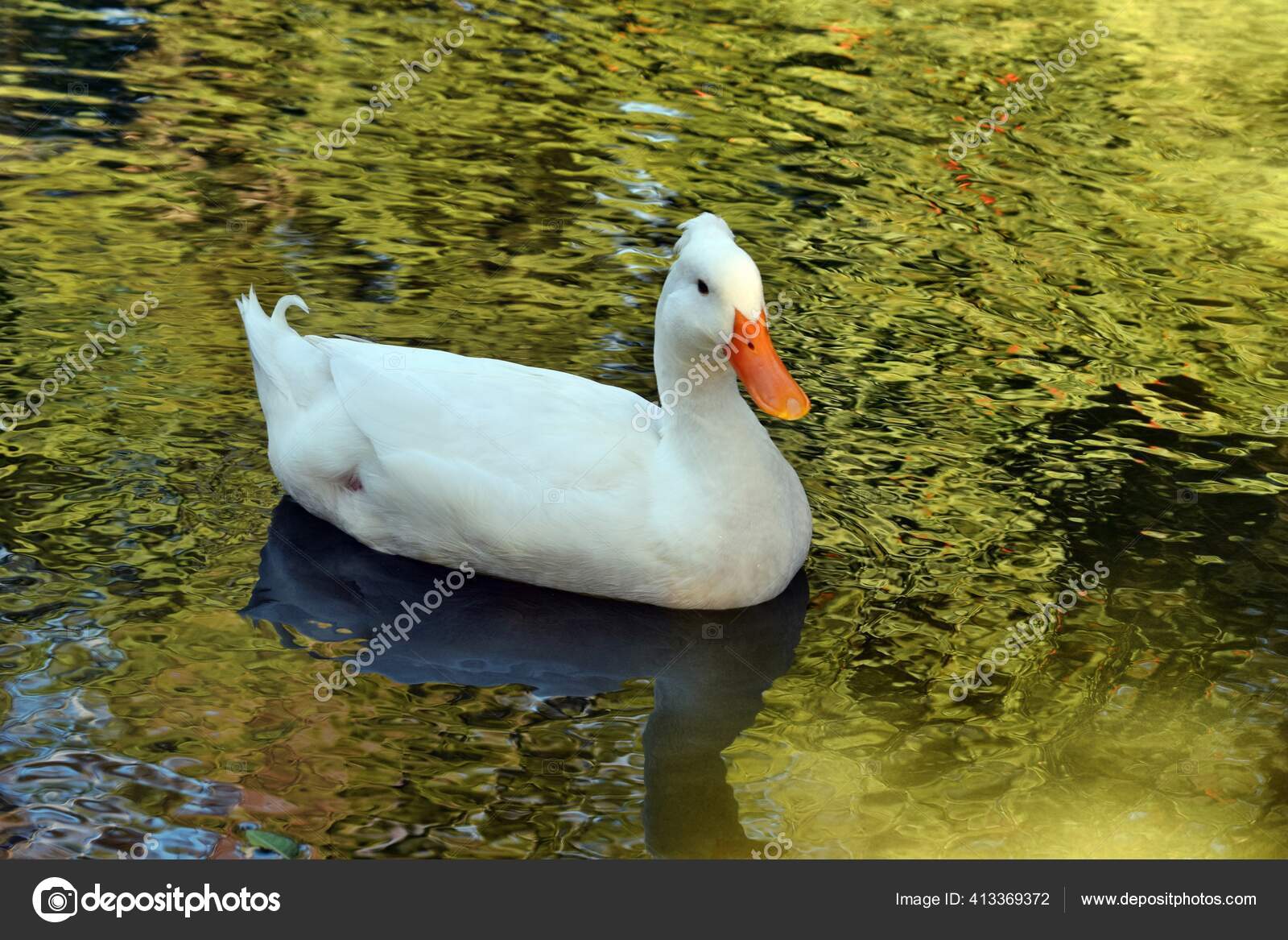 226 American Pekin Duck Stock Photos Free Royalty Free American Pekin Duck Images Depositphotos