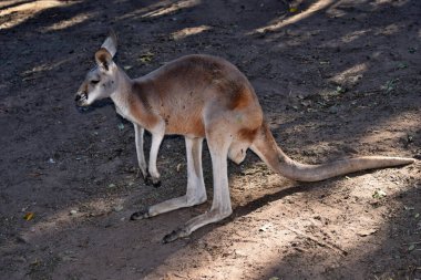 Queensland, Avustralya 'da yerde dinlenen vahşi kırmızı kanguru.