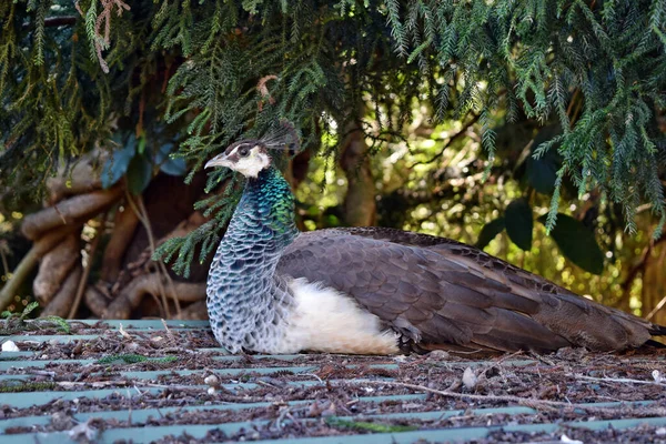 Peacock Pavo Cristatus Volwassen Vogel Zittend Het Dak — Stockfoto