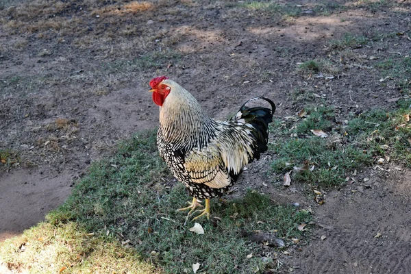 Gümüş Kaplı Wyandotte Tavuğu Bahçeye Bakıyor — Stok fotoğraf