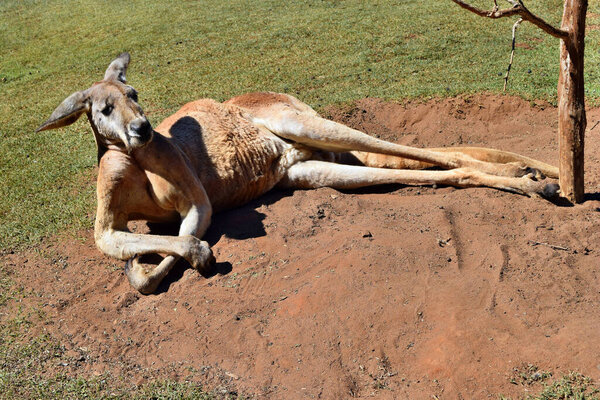  Very muscular wild red kangaroo lying on the ground in Queensland, Australia