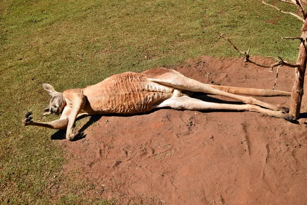 Very Muscular Wild Red Kangaroo Lying Ground Queensland Australia — Stock Photo, Image