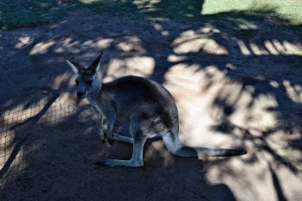 Canguru Cinzento Selvagem Descansando Queensland Austrália — Fotografia de Stock