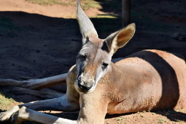 Mycket Muskulös Vild Röd Känguru Liggande Marken Queensland Australien — Stockfoto