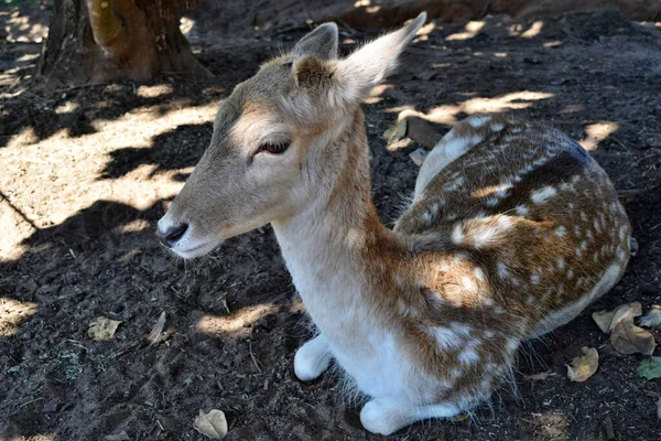 Beautiful Fallow Roe Deer Resting Park — Stock Photo, Image