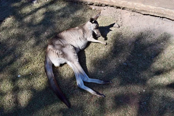 Młody Słodkie Dziki Szary Ściana Kangur Siedzi Trawie Queensland Australia — Zdjęcie stockowe