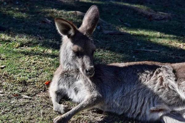 Queensland Avustralya Dinlenen Vahşi Gri Kanguru — Stok fotoğraf