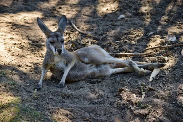 Queensland Avustralya Dinlenen Vahşi Gri Kanguru — Stok fotoğraf