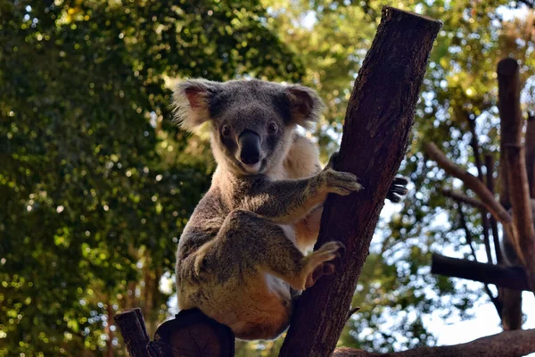 Koala Egy Faágon Eukaliptusz Ausztráliában — Stock Fotó