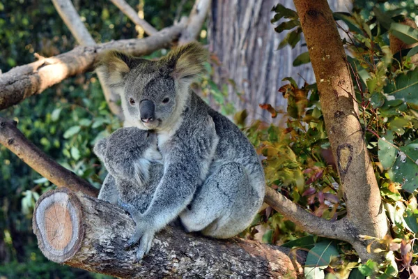 Prachtige Koala Met Baby Zittend Tak Eucalyptus Australië — Stockfoto