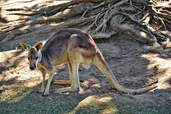 Vild Grå Känguru Vilande Queensland Australien — Stockfoto