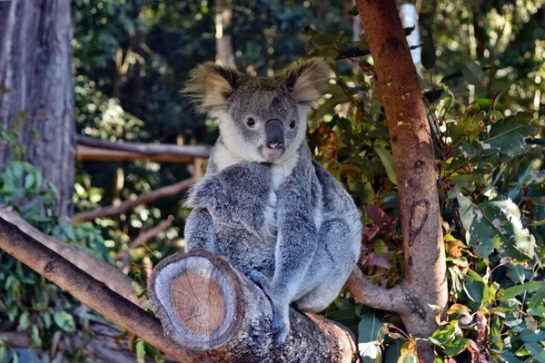 Piękna Koala Dzieckiem Siedzącym Gałęzi Eukaliptusa Australii — Zdjęcie stockowe