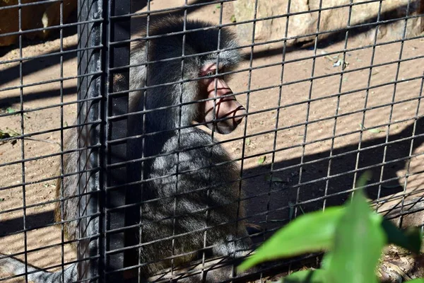 Sad heartbreaking alone monkey sitting in the cage
