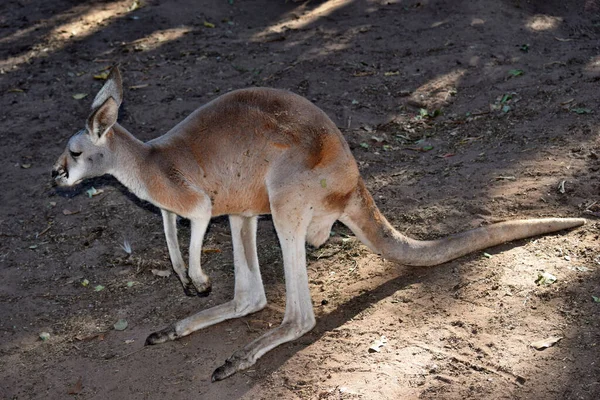 Kangourou Rouge Sauvage Reposant Sur Sol Dans Queensland Australie — Photo